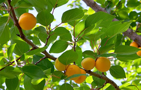 立夏吃個杏，到老沒有病